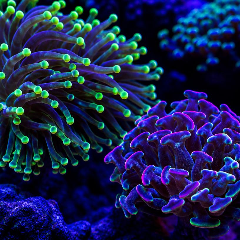 Healthy vibrant reef coral